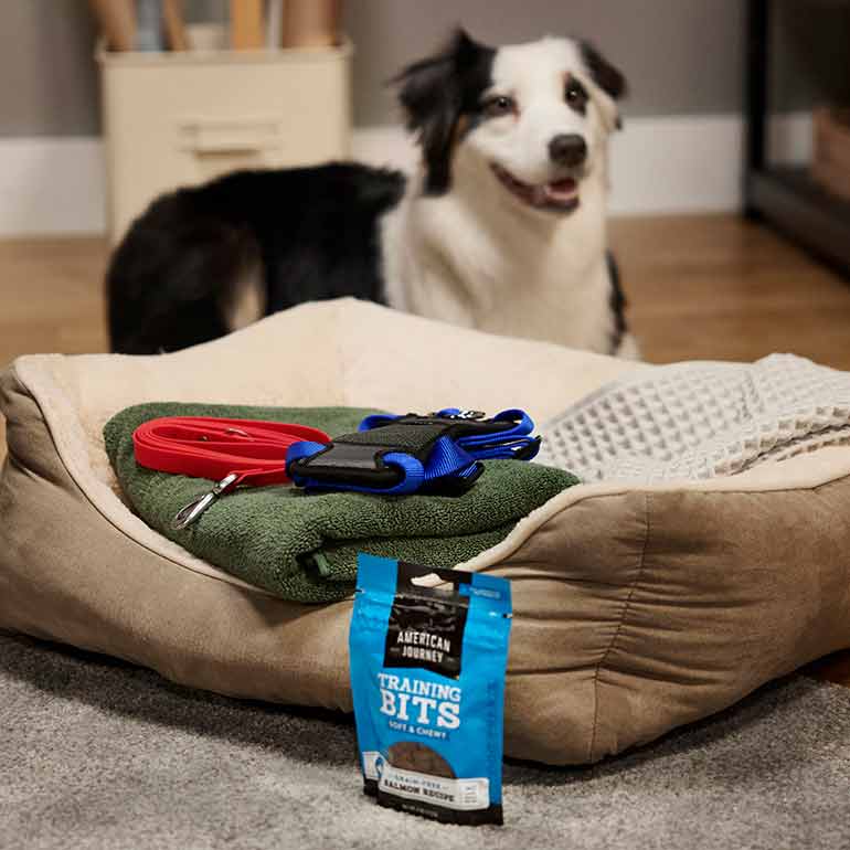 A dog sitting behind a display of training products, including dog treats, a leash and harness, a dog bed and towel