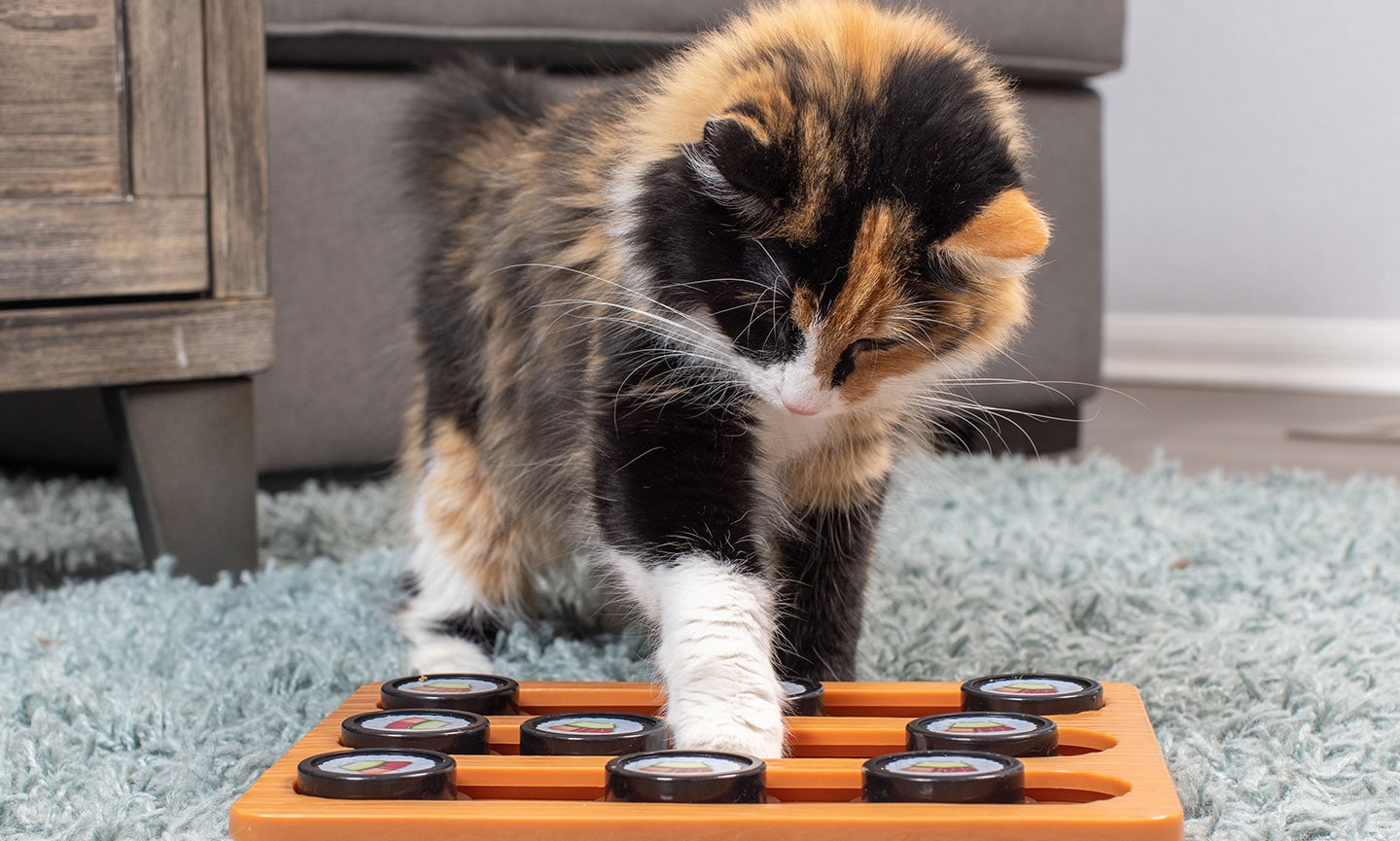 are cats nocturnal - cat playing with puzzle game