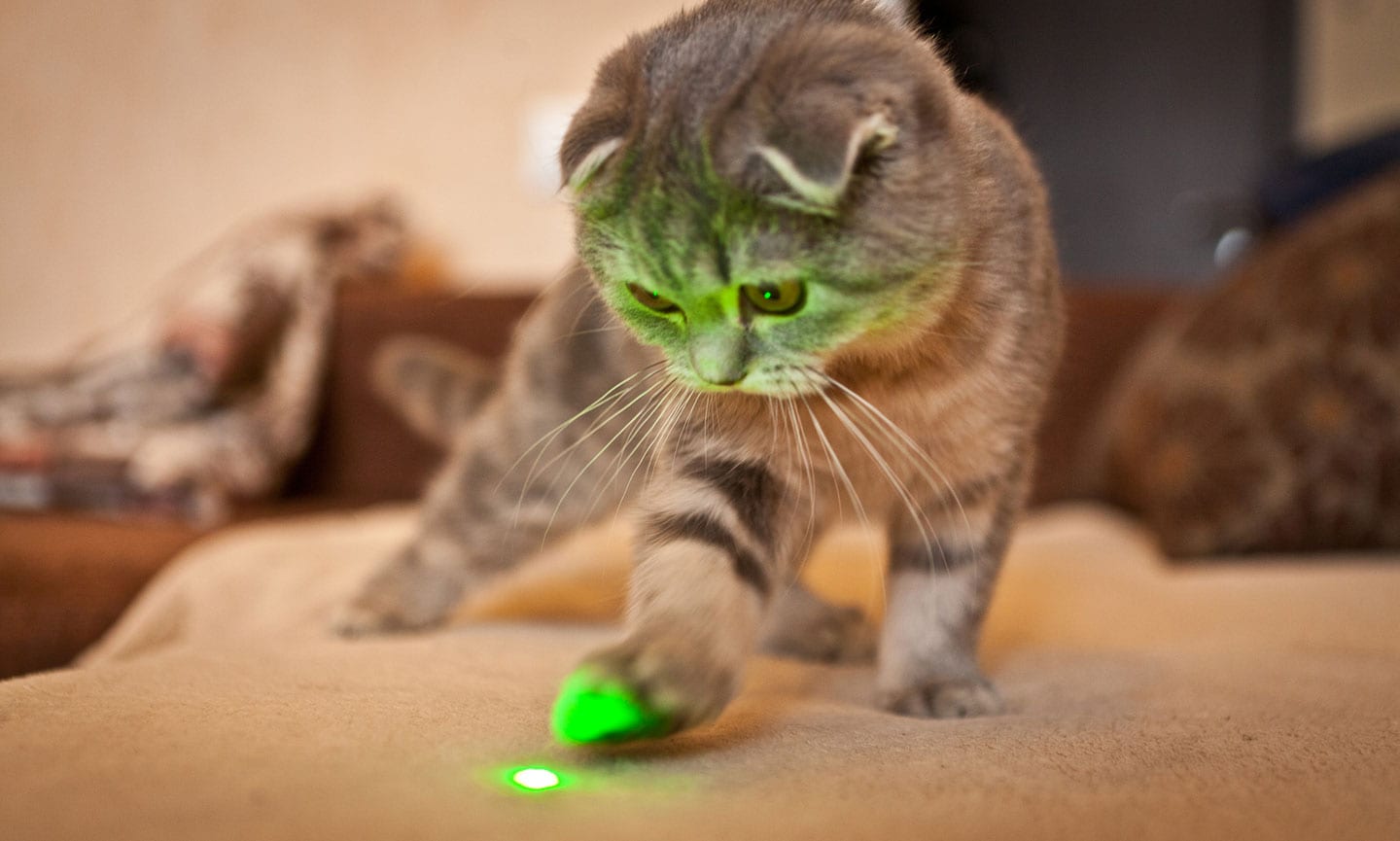 are cats nocturnal - playtime with laser toy