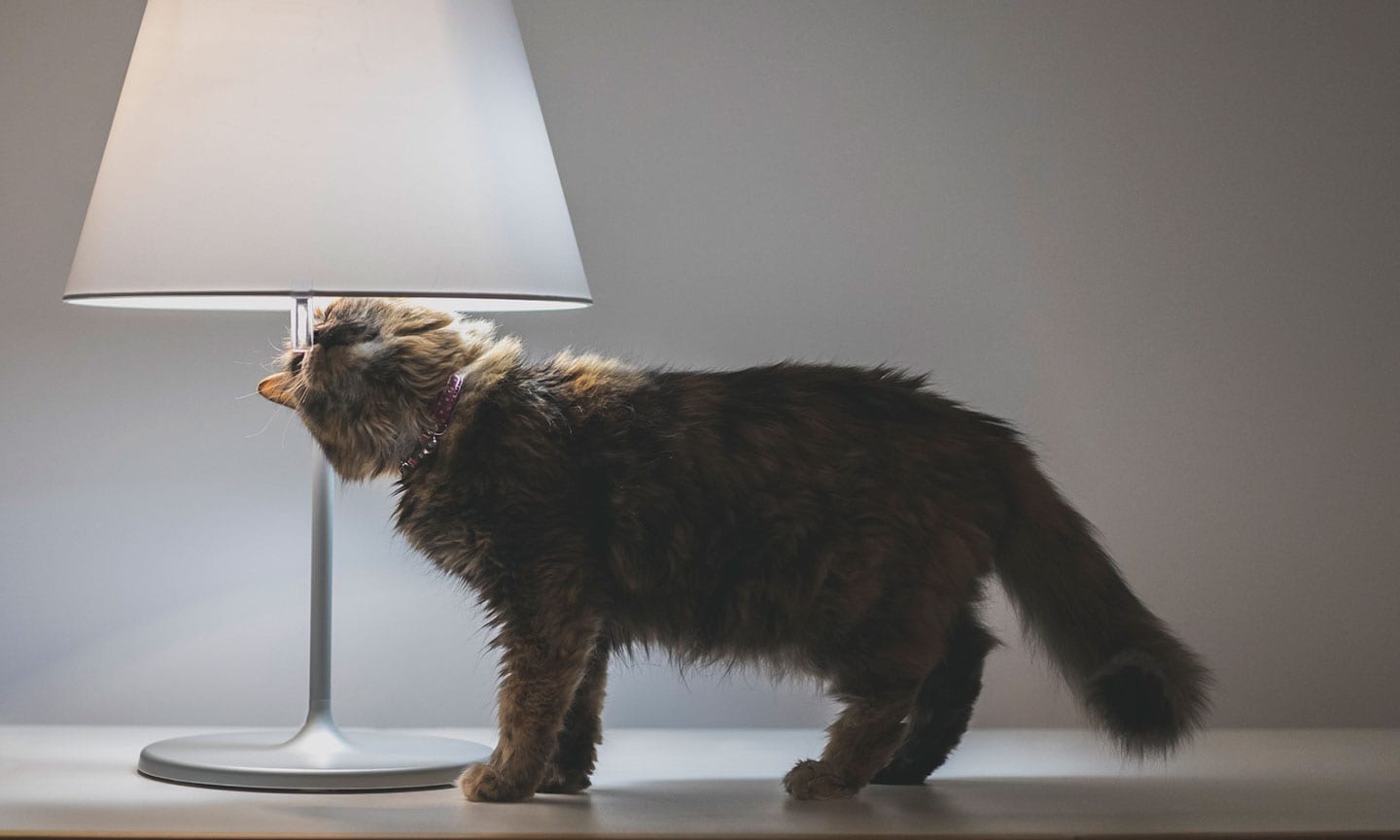 are cats nocturnal - cat rubbing against lamp