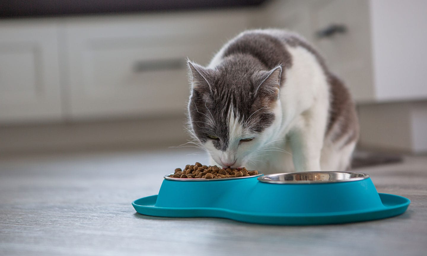 are cats nocturnal - cat eating food
