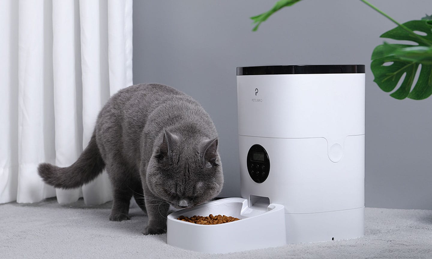 are cats nocturnal - cat eating from timed feeder