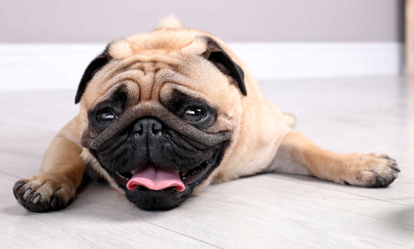 how do dogs sweat: dog lying down panting