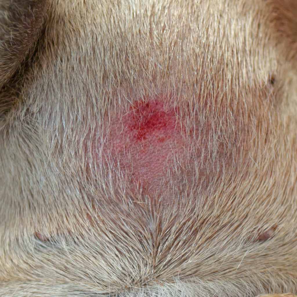 flea bites on dogs ears