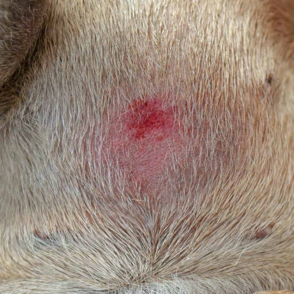 Dog Skin Rash Red Bumps