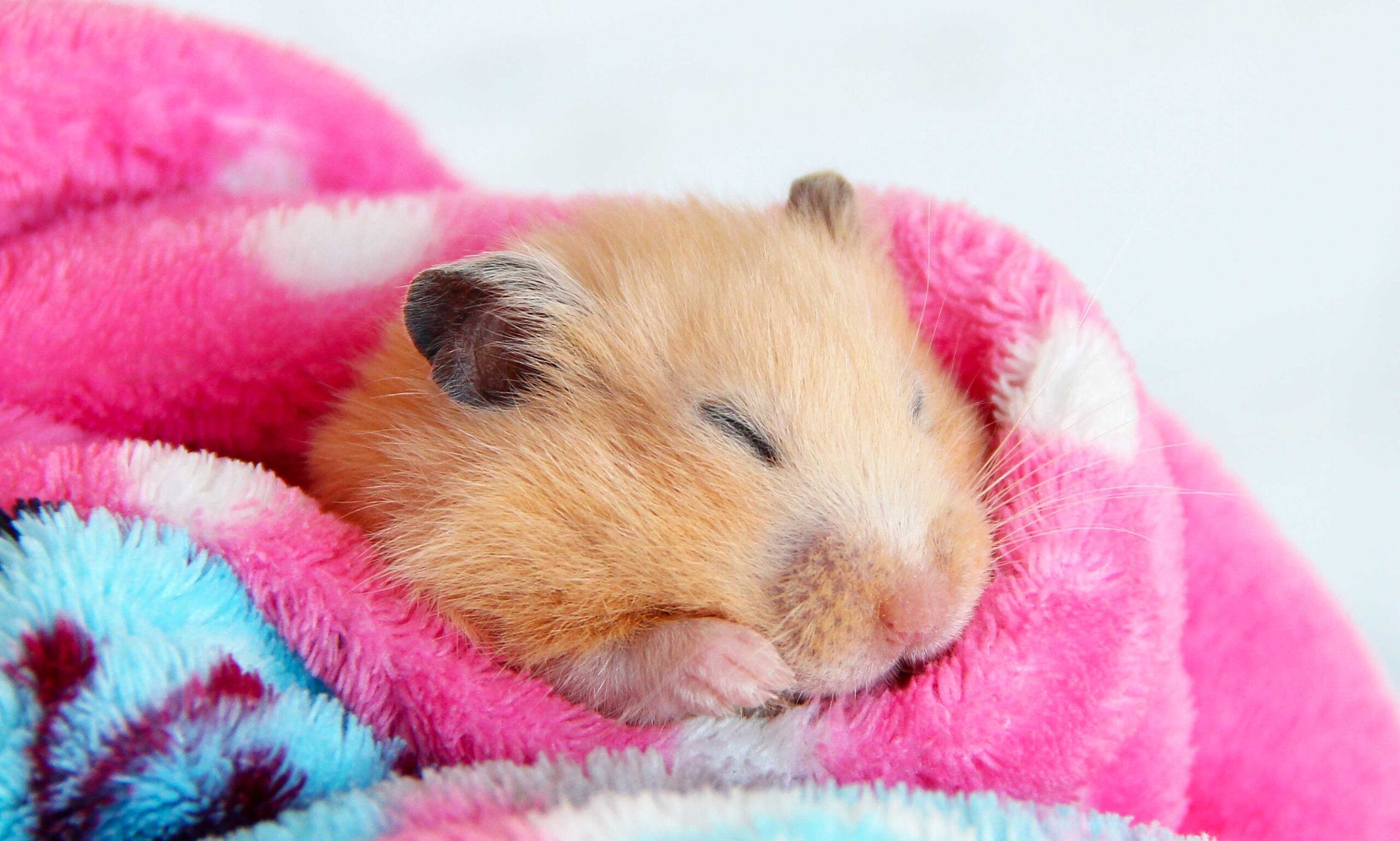 Satin Syrian Hamster » Pet Profile: Cage, Food, Lifespan