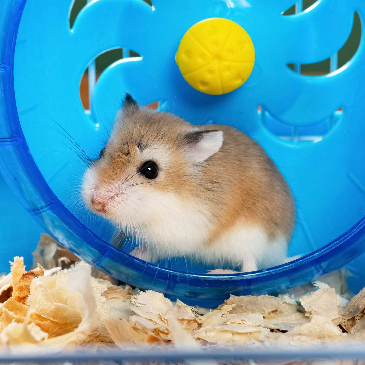 hamster sleep: hamster on wheel in cage