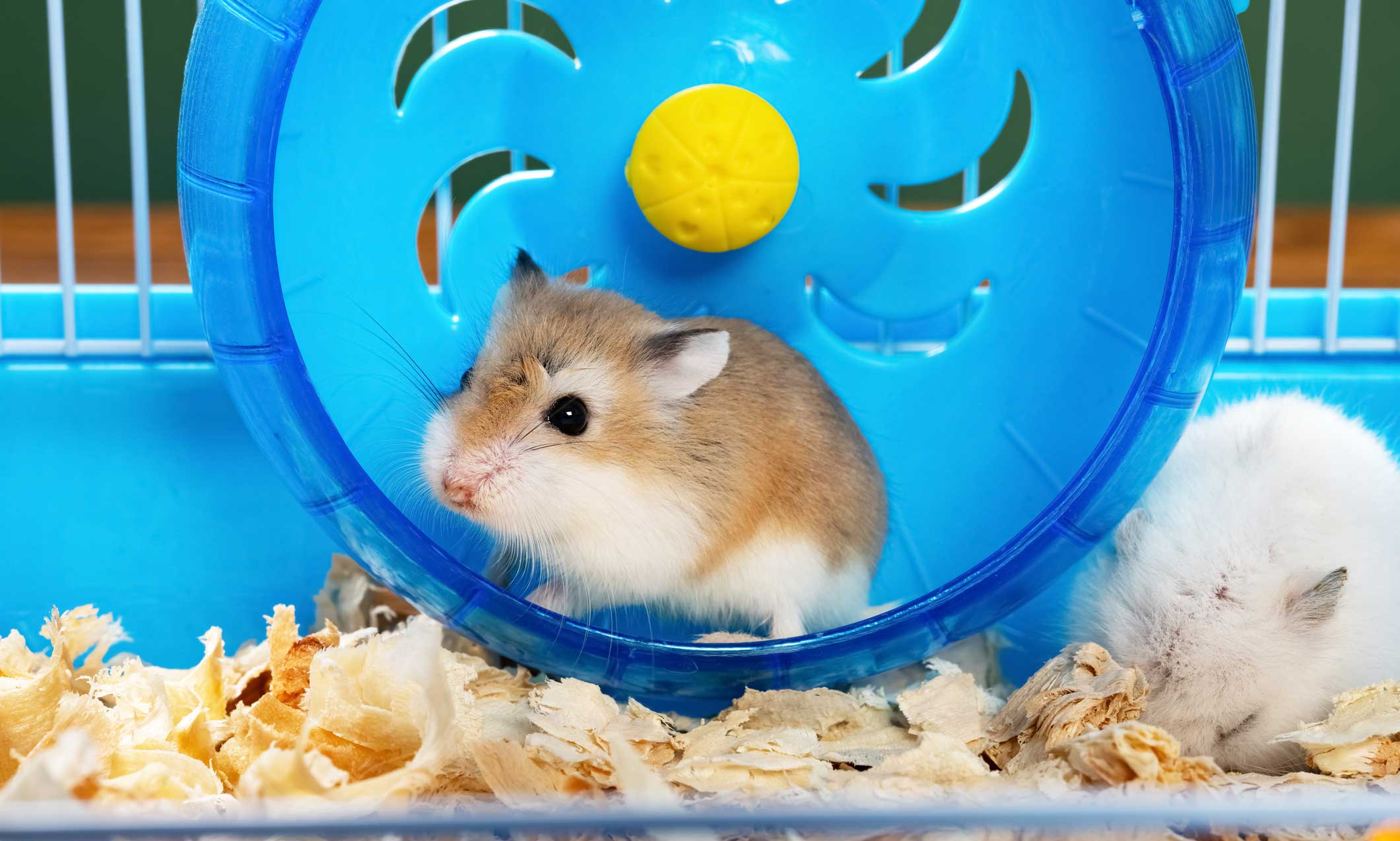 hamster sleep: hamster on wheel in cage