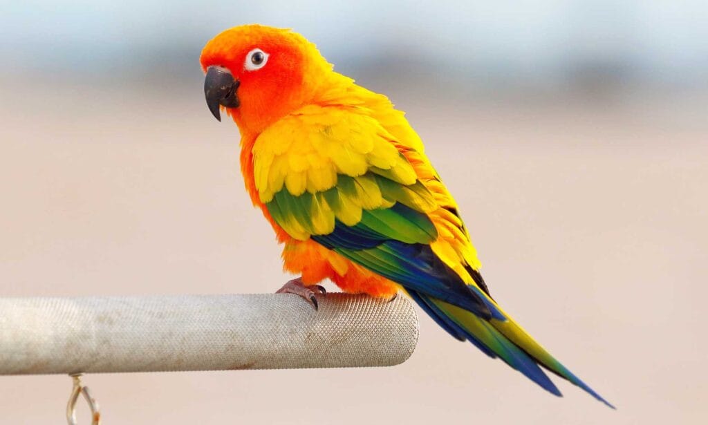 Parrot Lovers: Discover the Fascinating World of These Colorful Companions