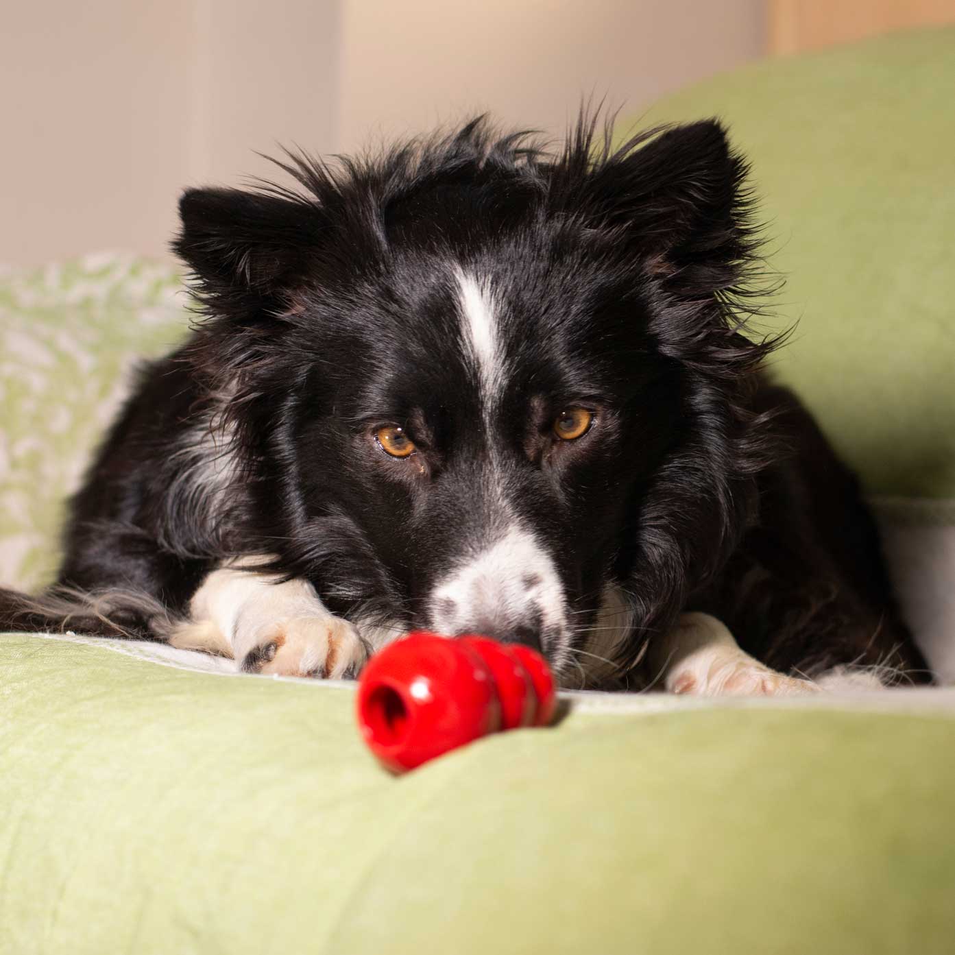 dog anxiety: border collie with kong