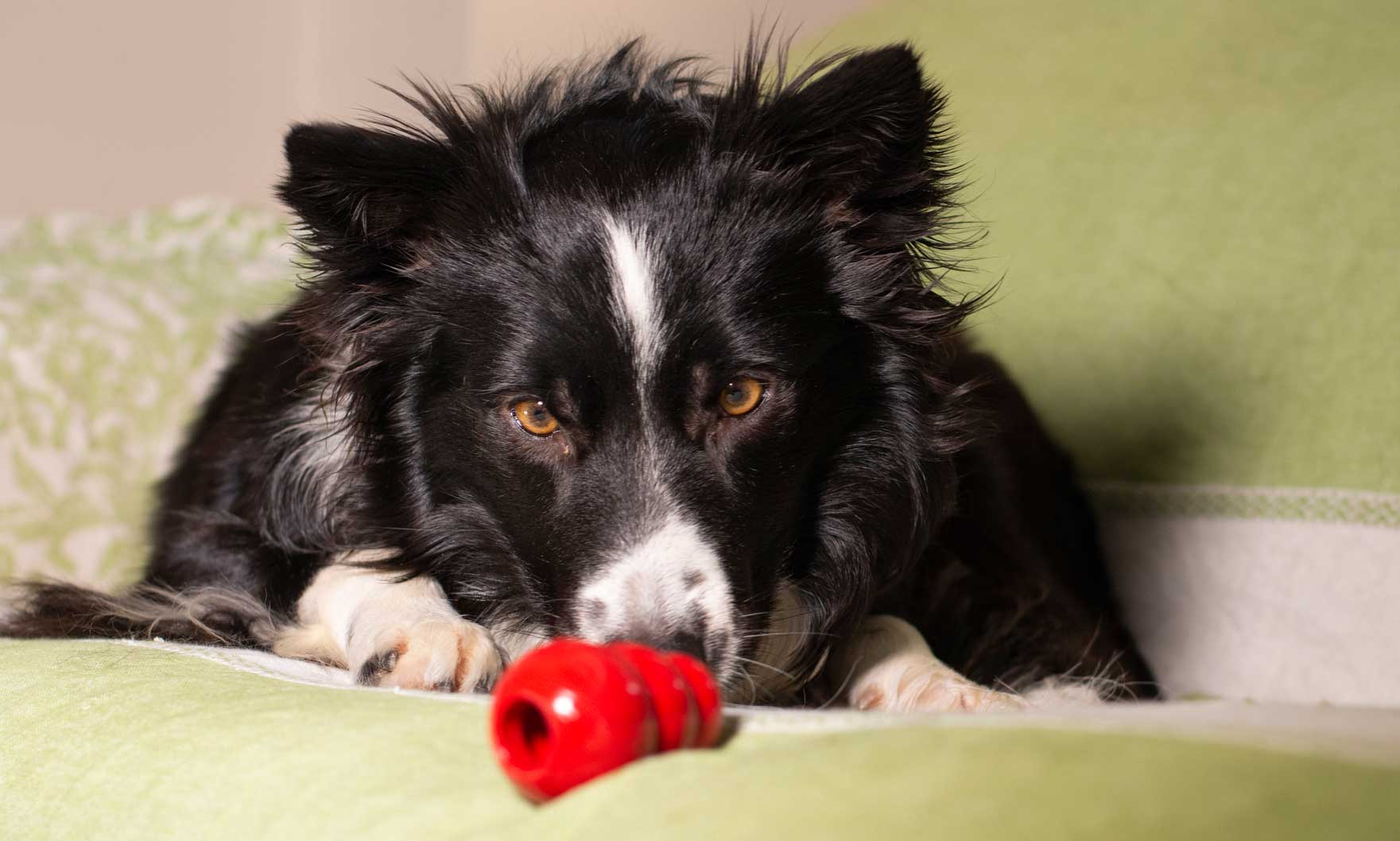 dog anxiety: border collie with kong
