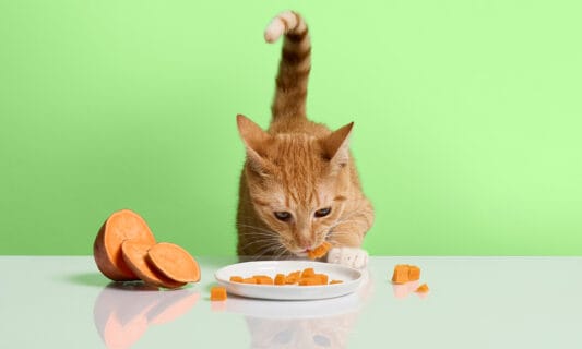 8 Vegetables Cats Can Eat (And 11 to Avoid) | BeChewy