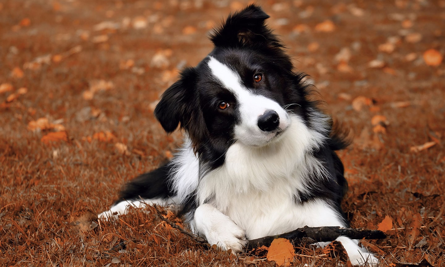 smartest dog breeds - border collie