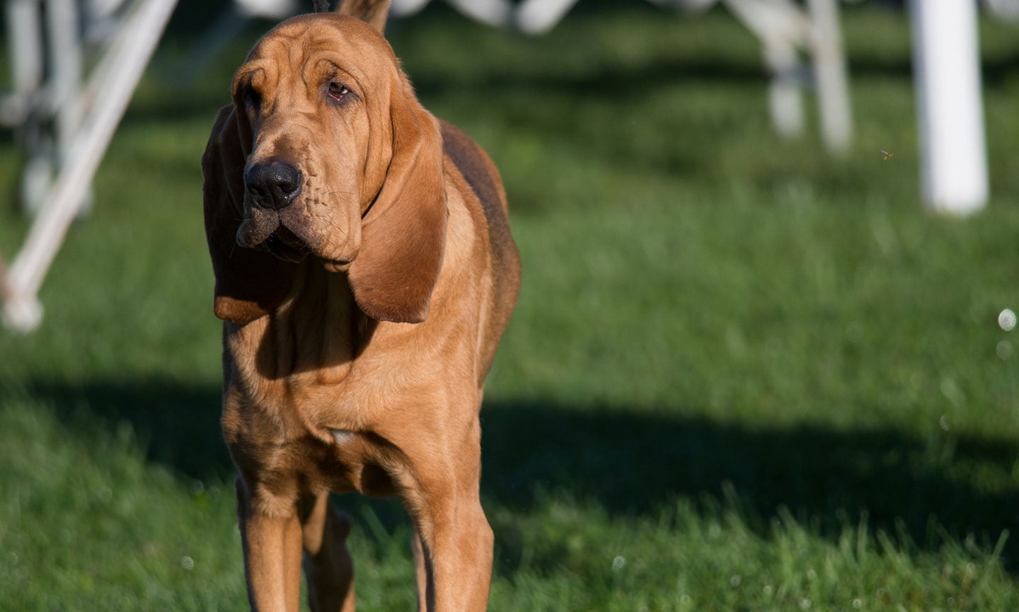 smartest dog breeds - bloodhound