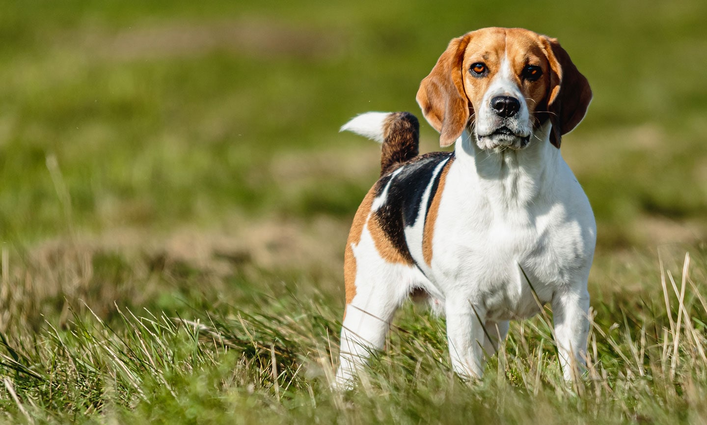 smartest dog breeds - beagle