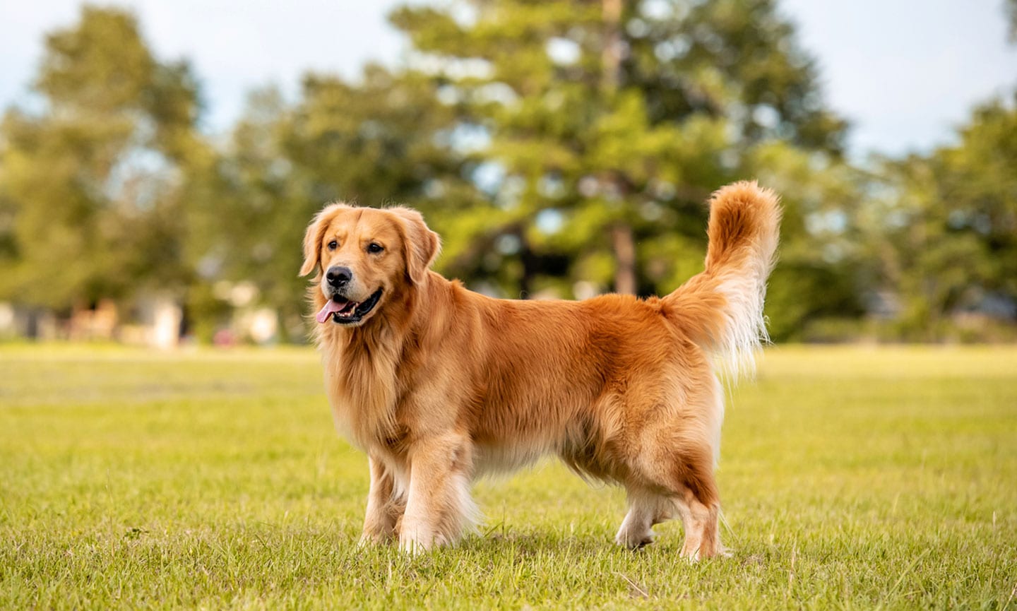 smartest dog breeds - golden retriever