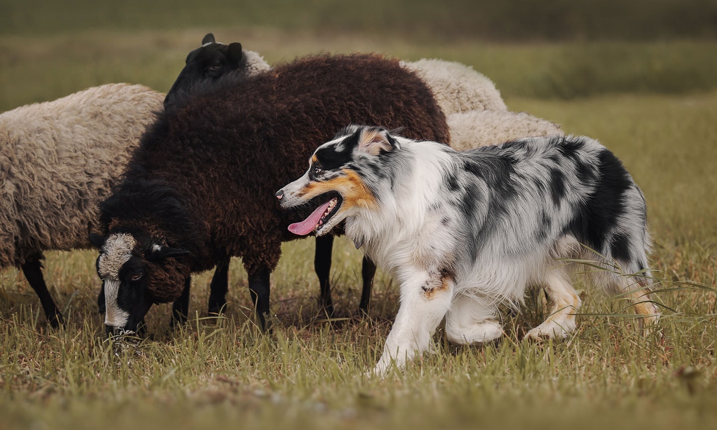 smartest dog breeds - australian shepherd