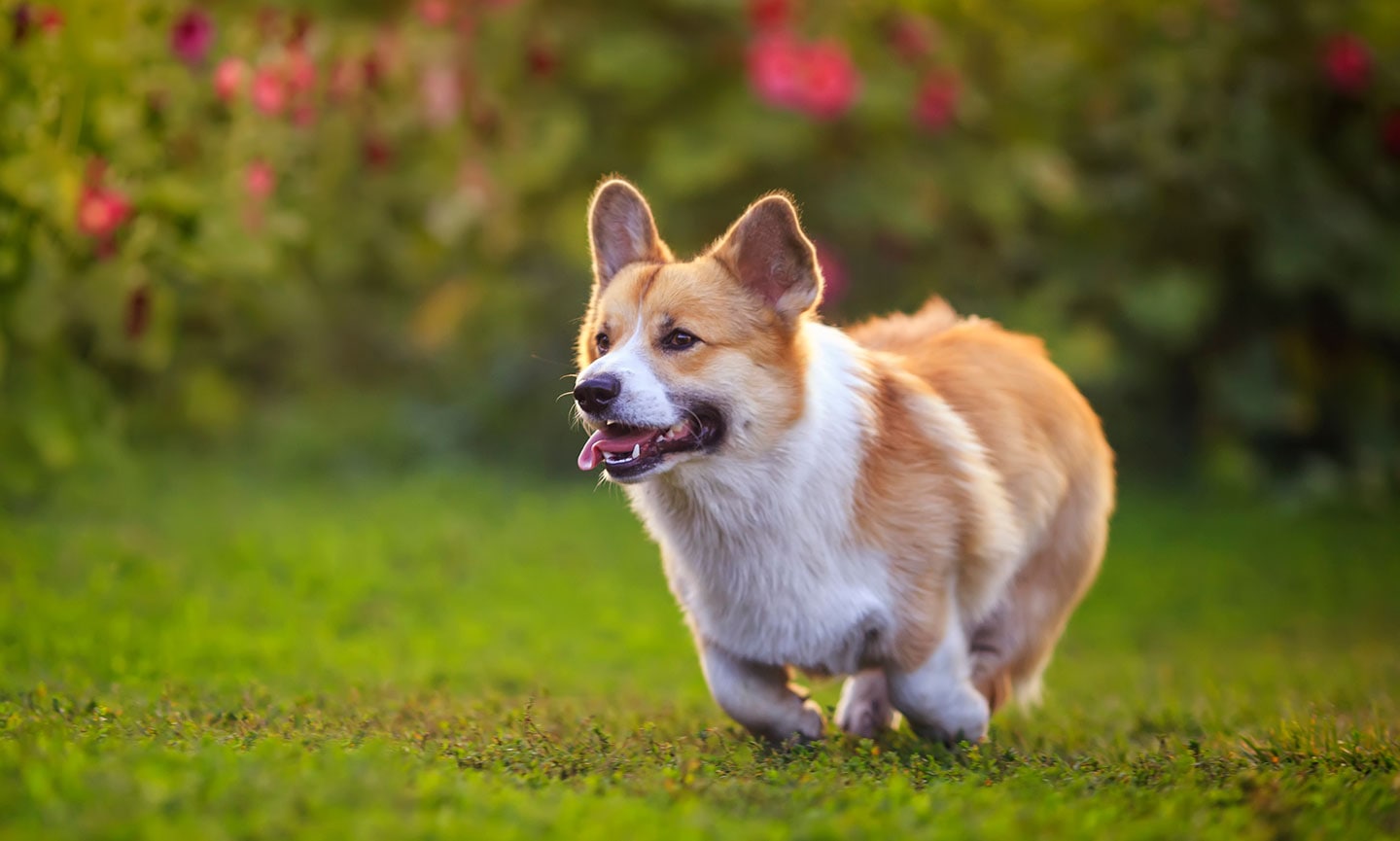 smartest dog breeds - pembroke welsh corgi