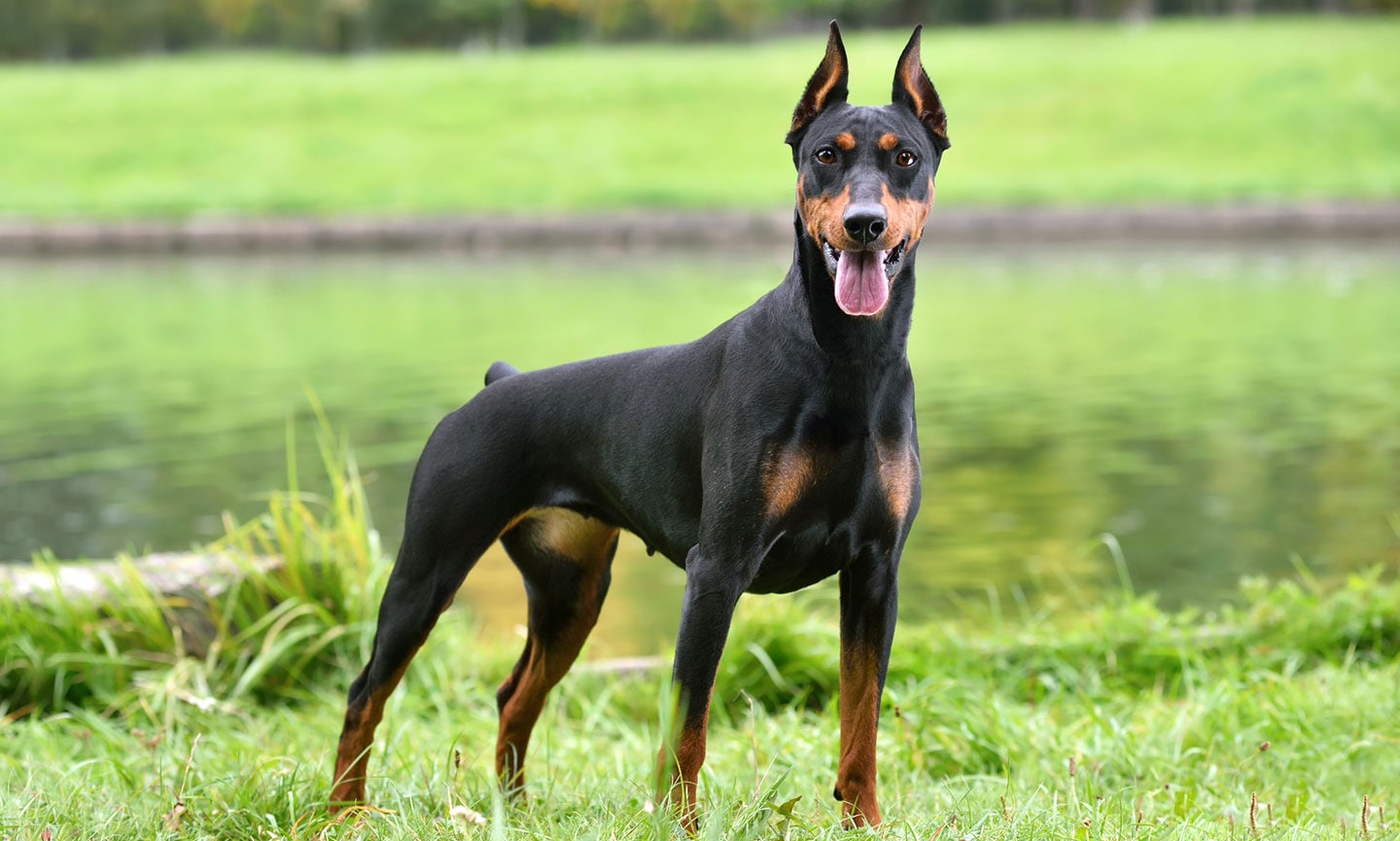smartest dog breeds - doberman pinscher