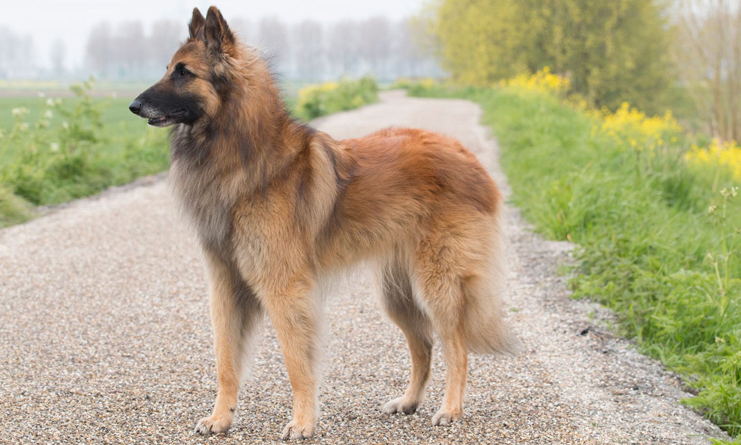 smartest dog breeds - Belgian Tervuren