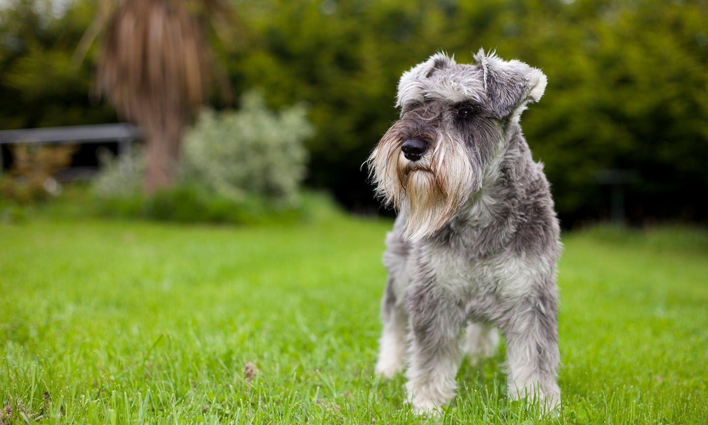 smartest dog breeds - Miniature Schnauzer
