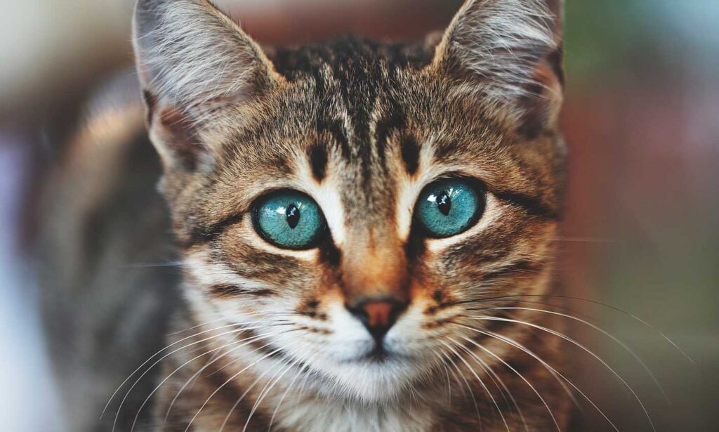 Here's How Cat Eyes Work and How to Care for Them