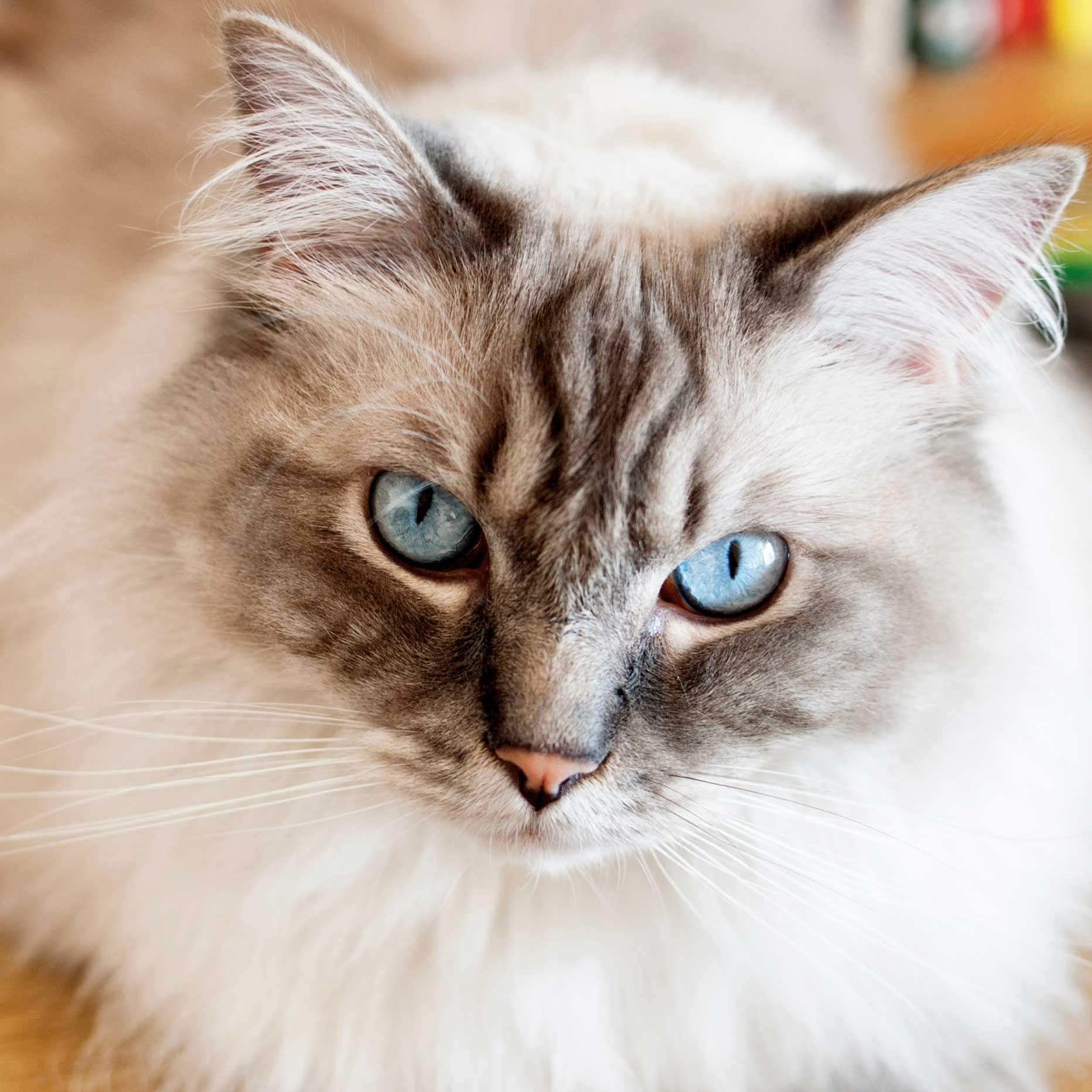 Here’s How Cat Eyes Work and How to Care for Them BeChewy