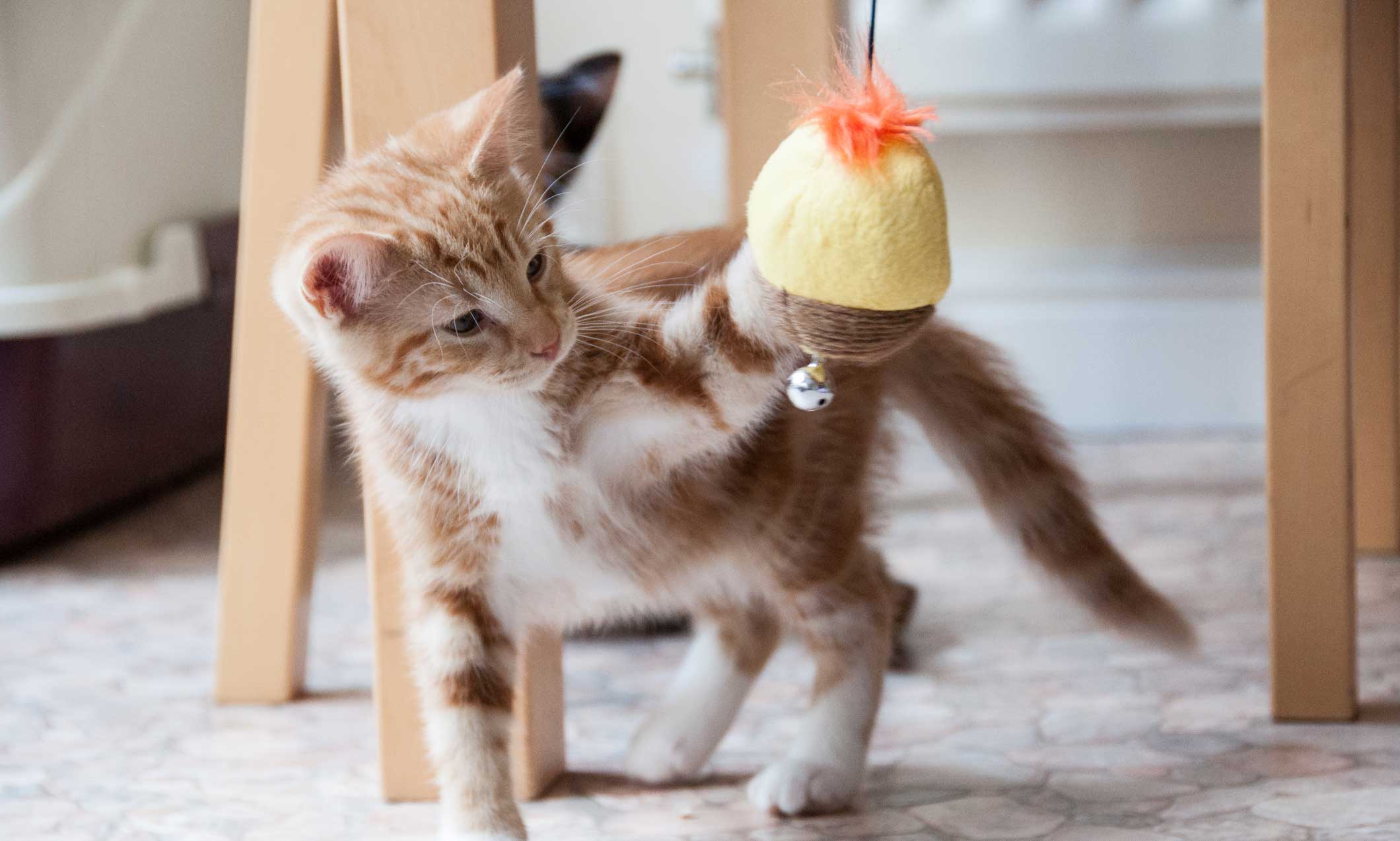 cat playing with yellow toy