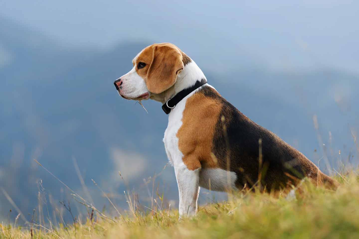 Photo of a Beagle sitting in grass