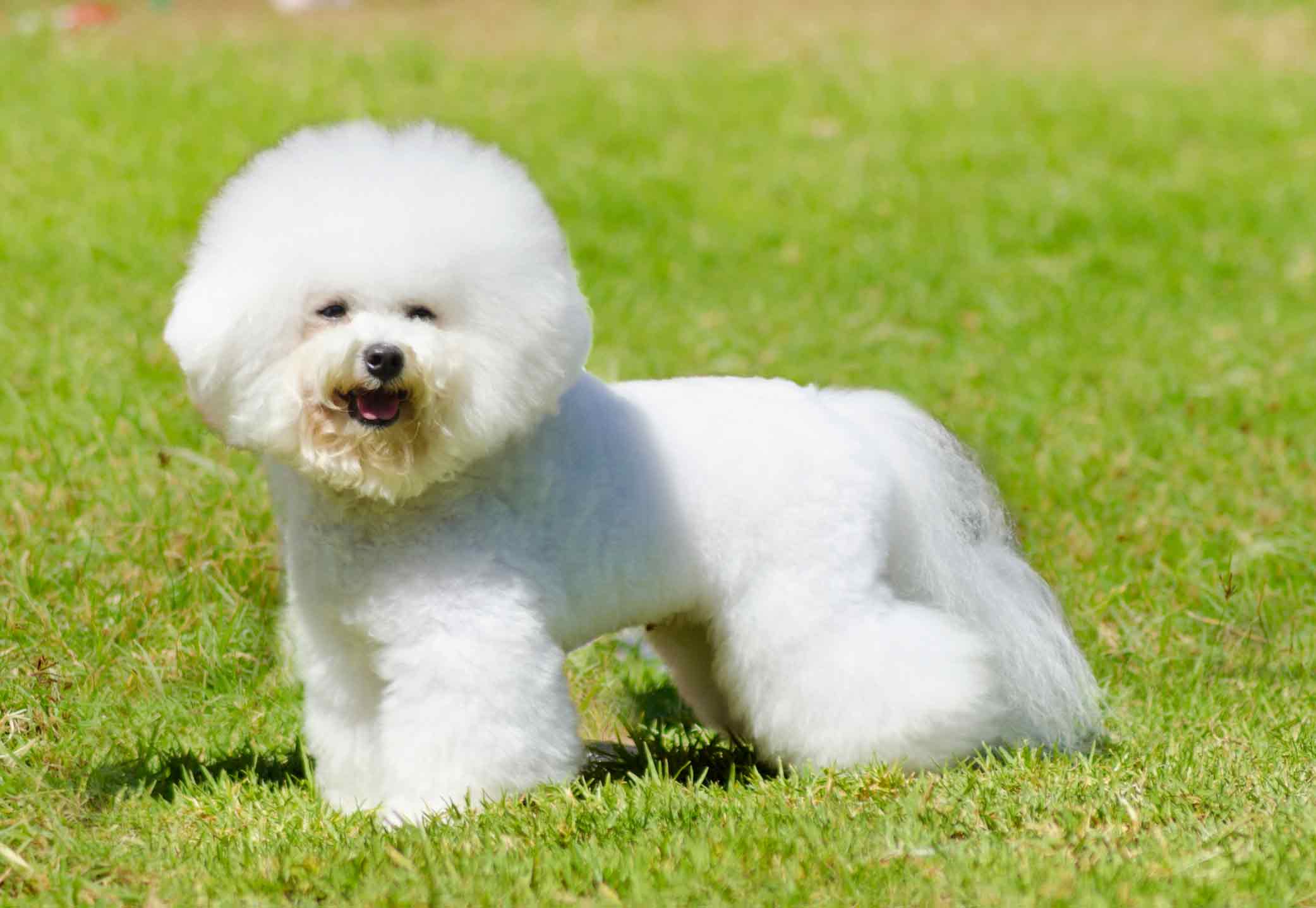 Photo of a Bichon Frise dog standing in grass