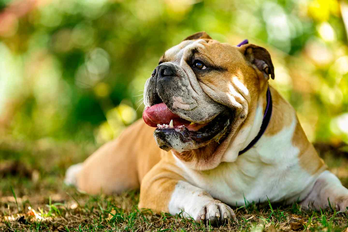 Photo of an English Bulldog lying in grass