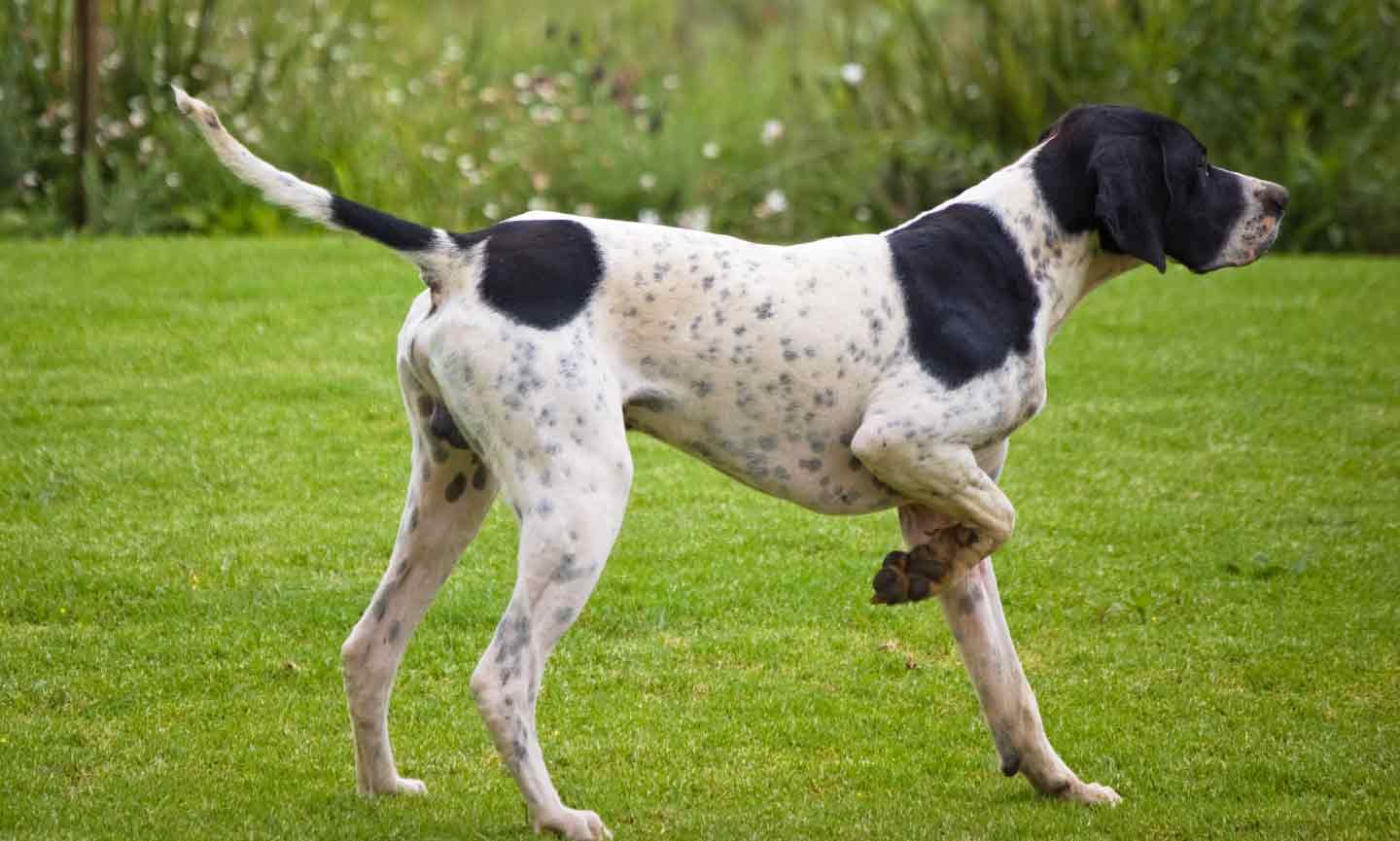 Photo of an English Pointer dog pointing at prey