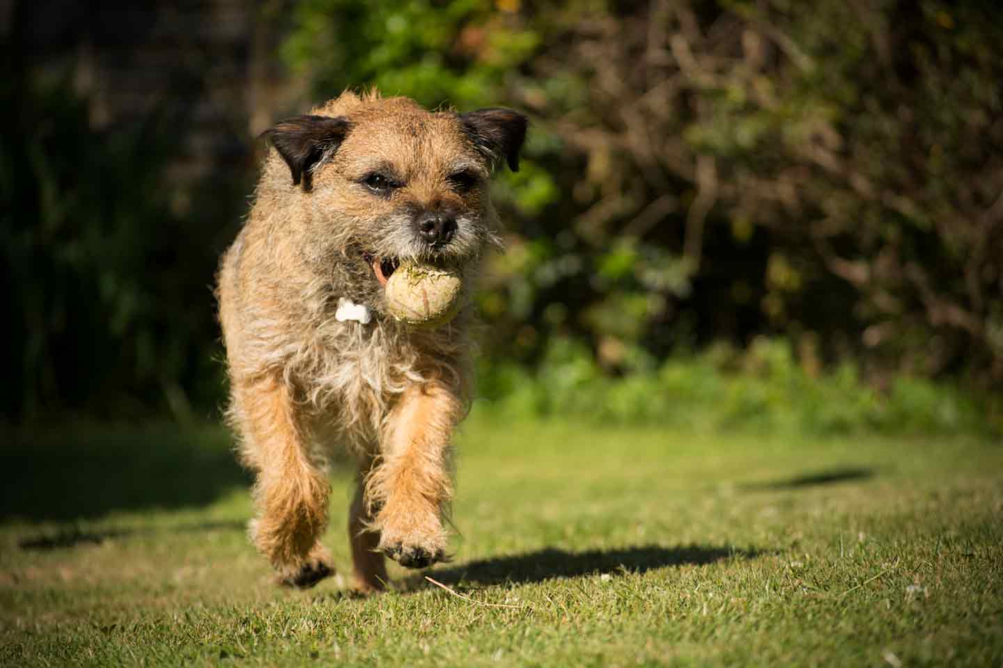 Photo of a Border Terrier fetching a ball