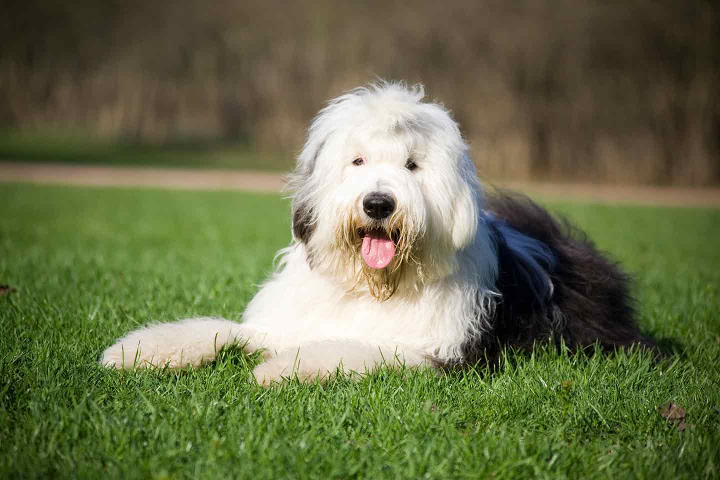 Photo of an Old English Sheepdog lying in grass