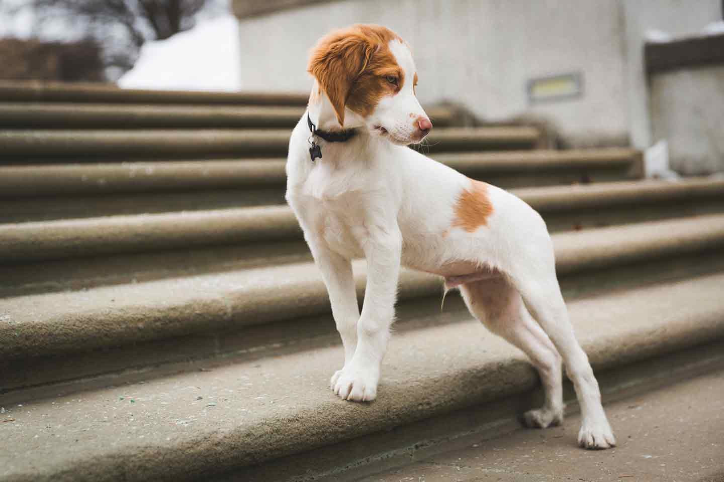 Photo of a Brittany dog standing on stairs