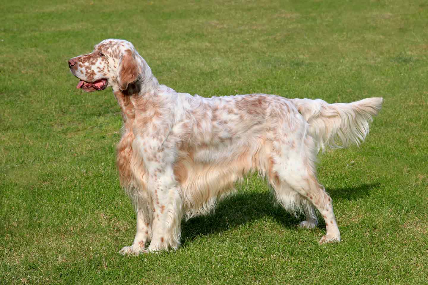 Photo of an English Setter dog standing in grass