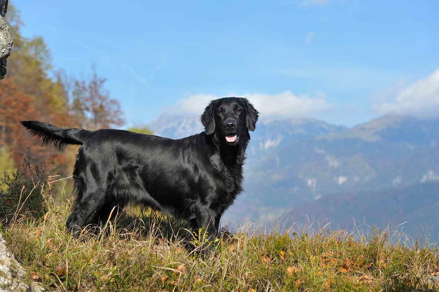 Photo of a Flat-Coated Retriever standing on a hillside