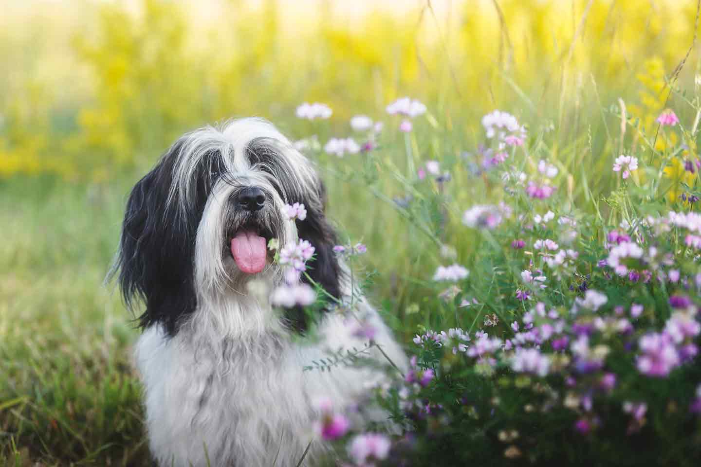 Photo of a Tibetan Terrier sitting beside a flower bush
