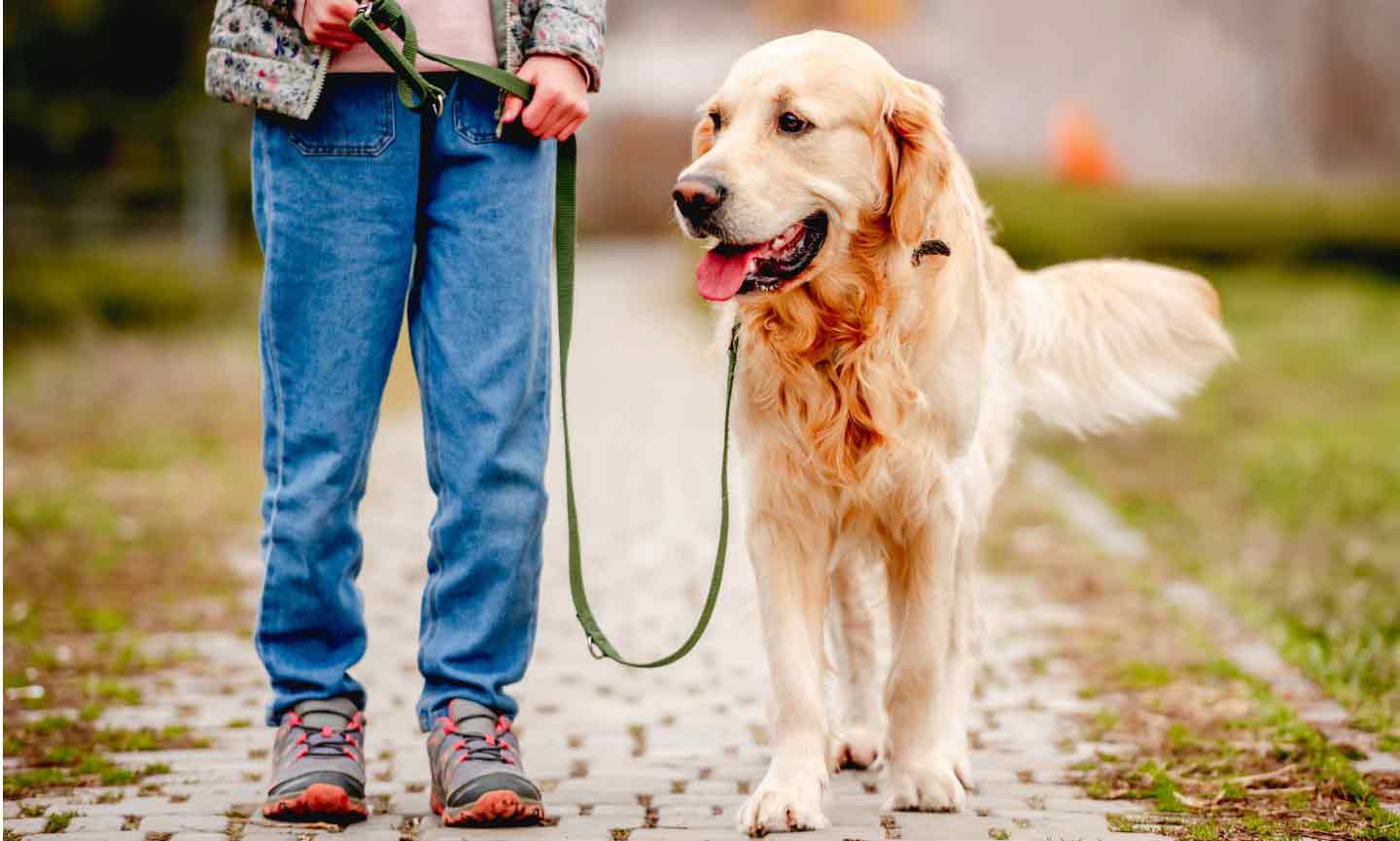 Ideal Family Dogs Deals Www danzhao cc