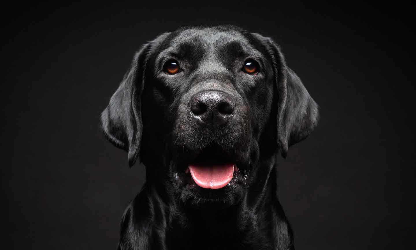The 200 Best Black Dog Names for Your Pup BeChewy