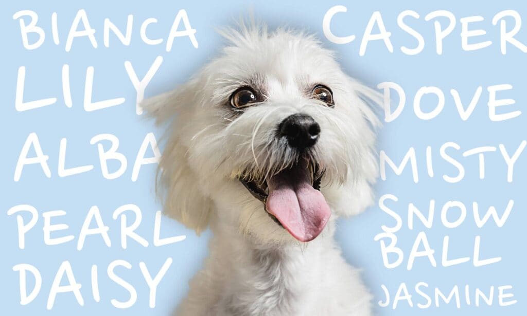 The 200 Best White Dog Names For Your Pup BeChewy