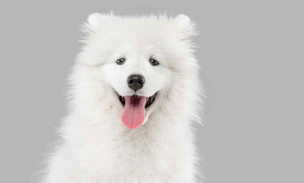 Cute Names For White Dogs