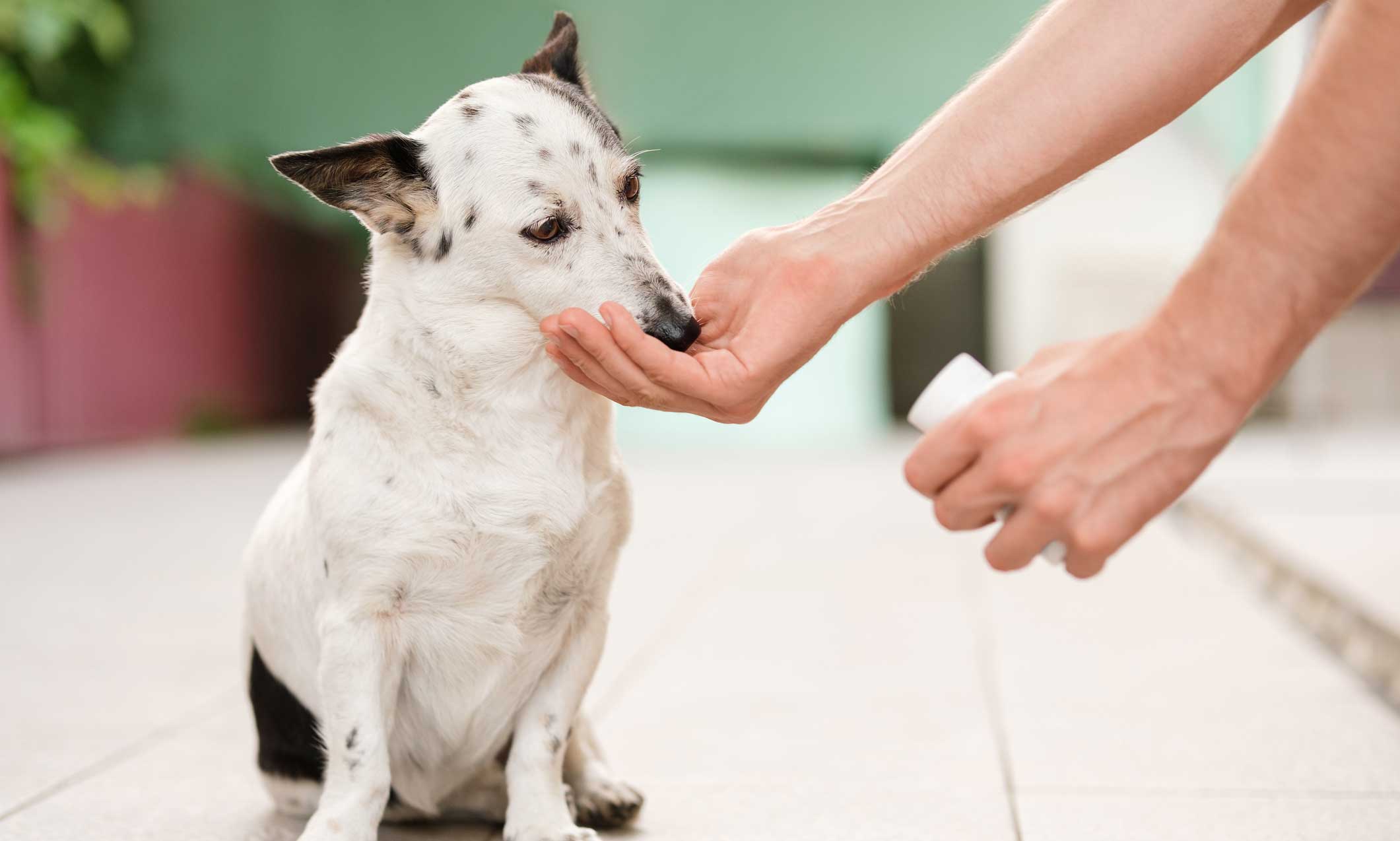 anxiety meds for dogs: man giving dog a pill