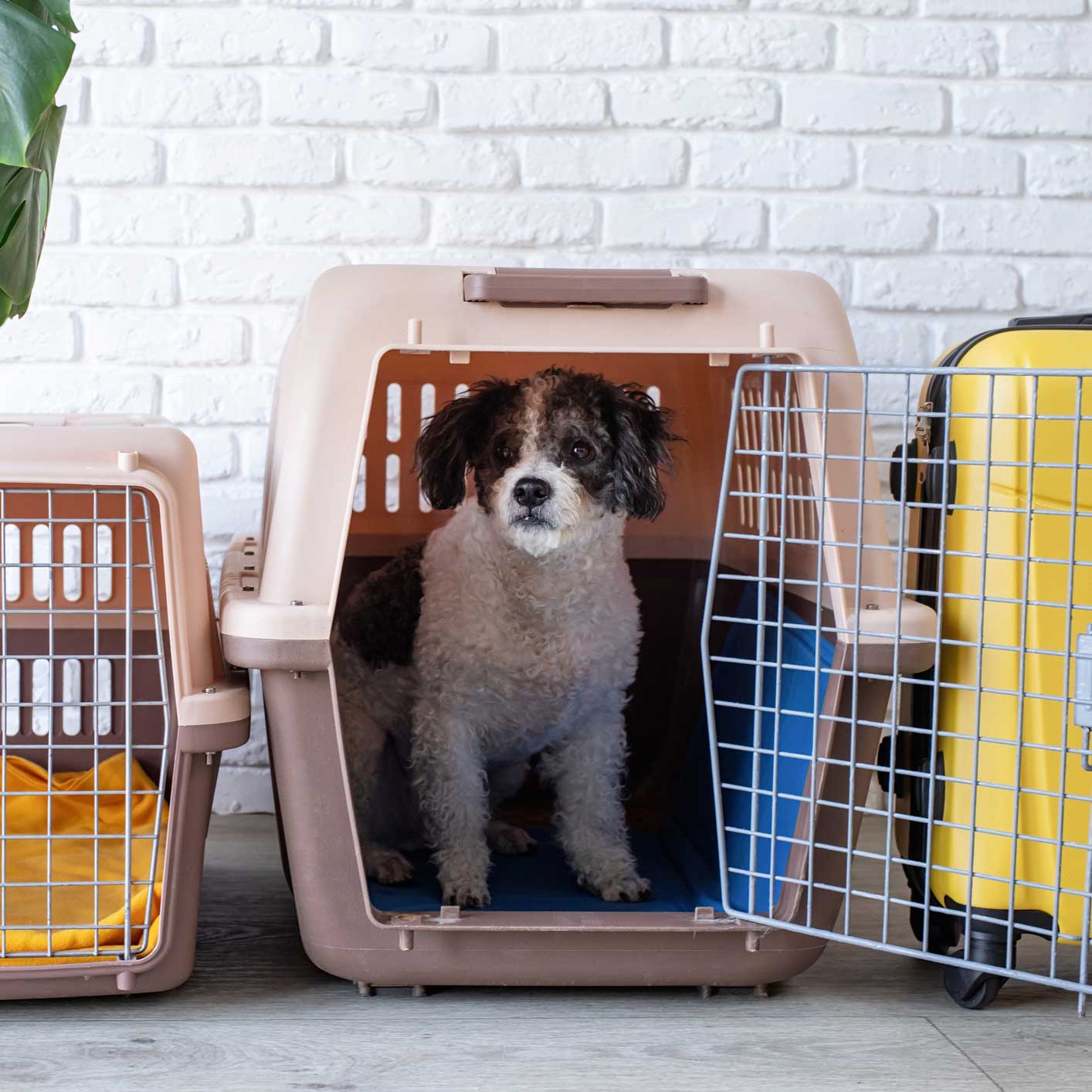 dog anxiety meds: dog in a pet carrier