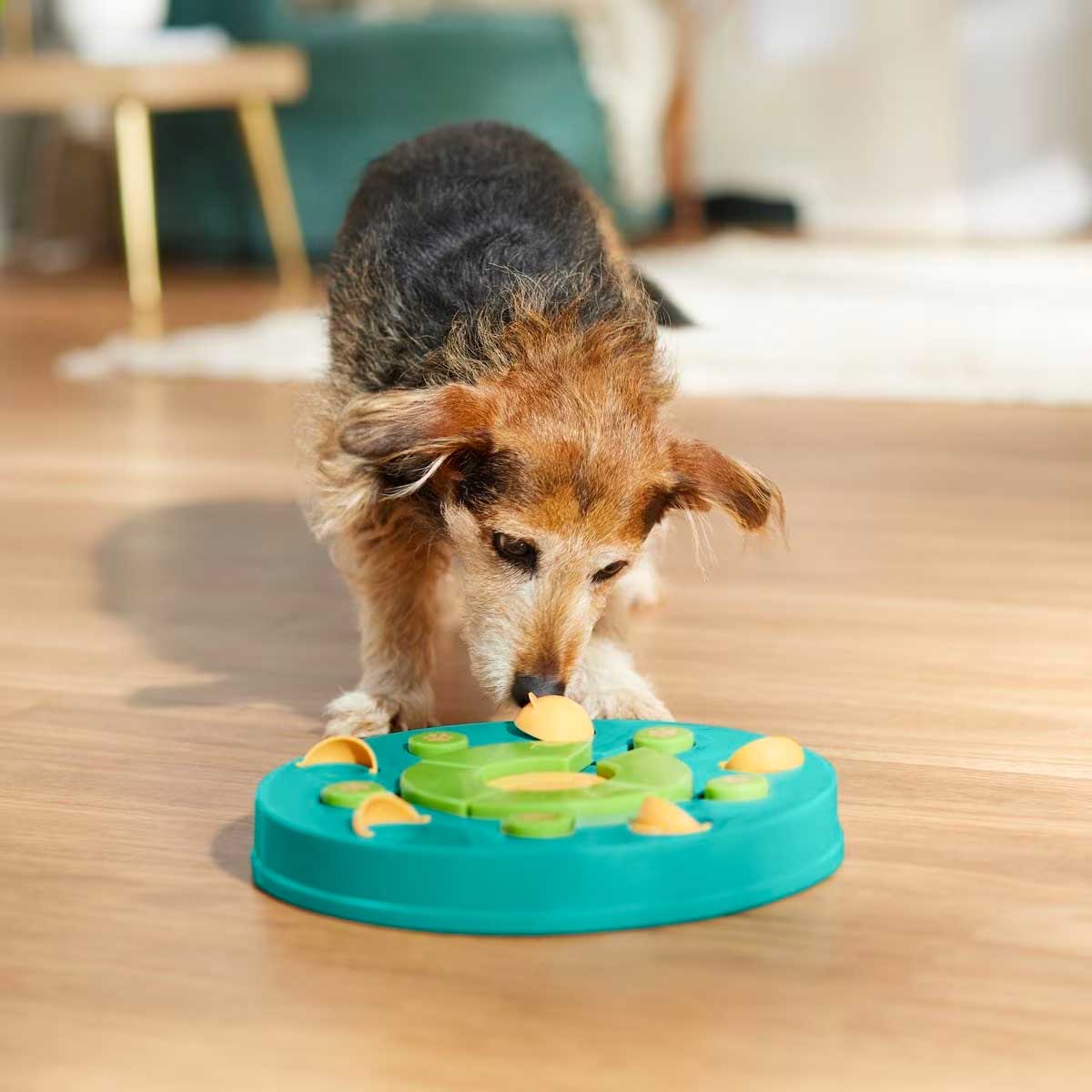 Solutions and Toys for Dogs with Anxiety