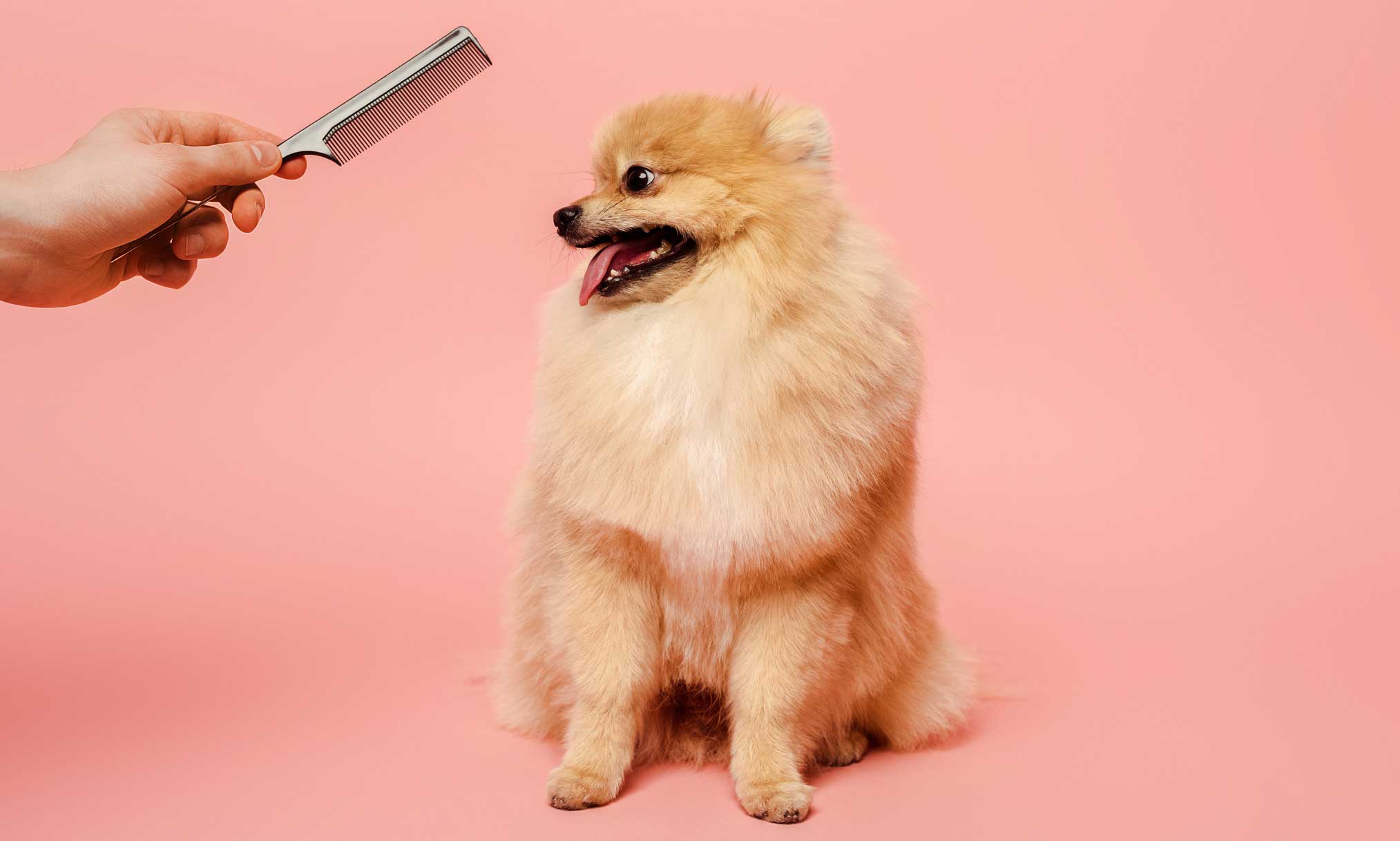 should i shave my dog in summer: dog looking at comb against pink background