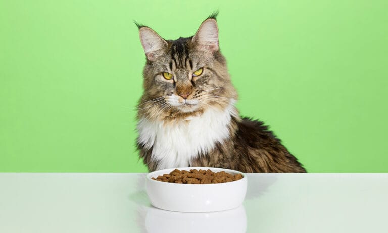 Cat Only Eating Dog Food Cat Only Eating Dog Food