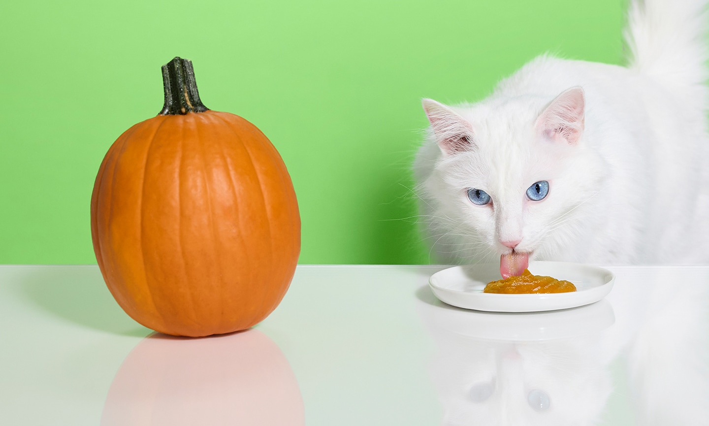 Pumpkin ok for cats hotsell