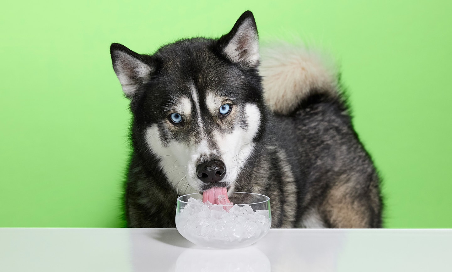 Can Dogs Eat Ice Is Ice Water Dangerous BeChewy