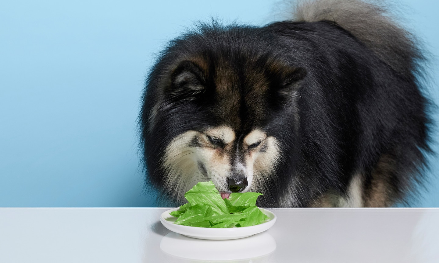 can-dogs-eat-lettuce-bechewy